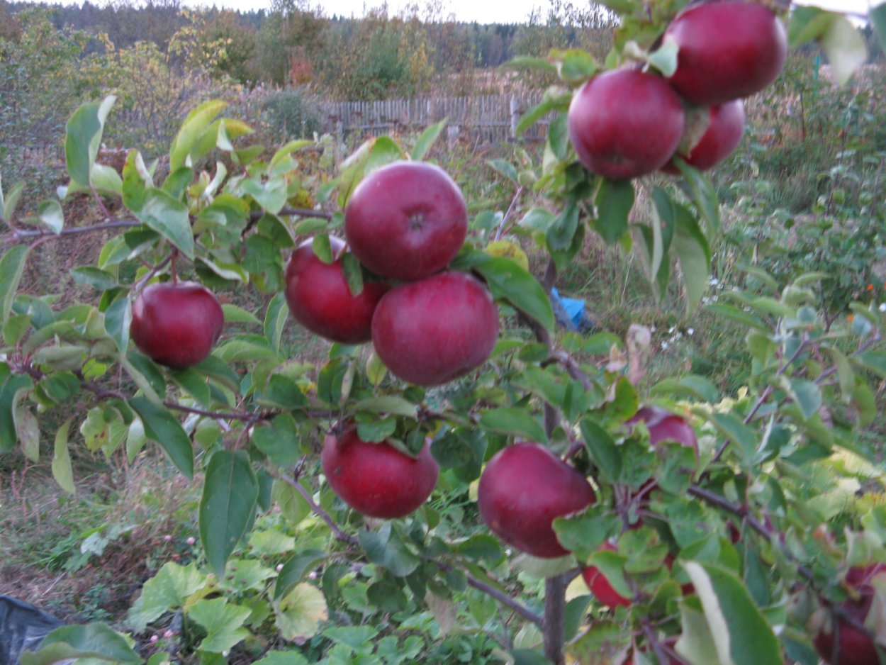 Яблоня сорт Медуница