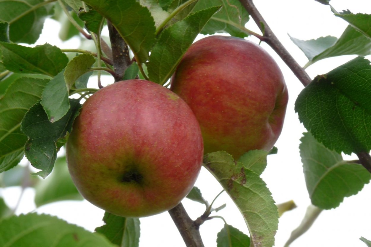 Яблоня сорт райка