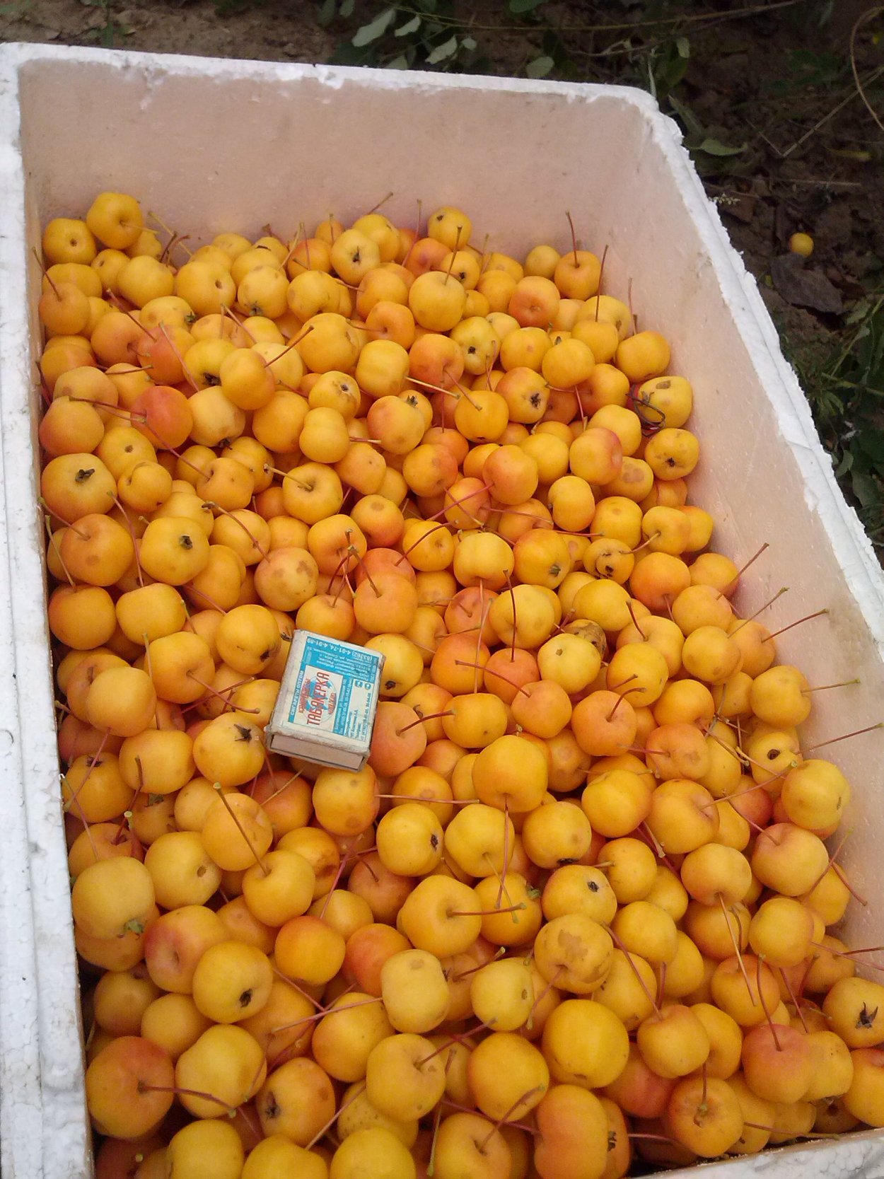 Яблоня китайка Золотая