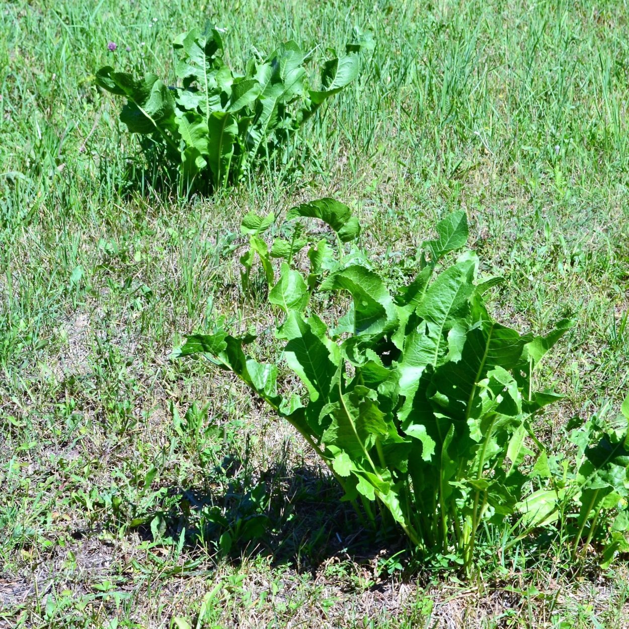 Конский щавель (дикий щавель)