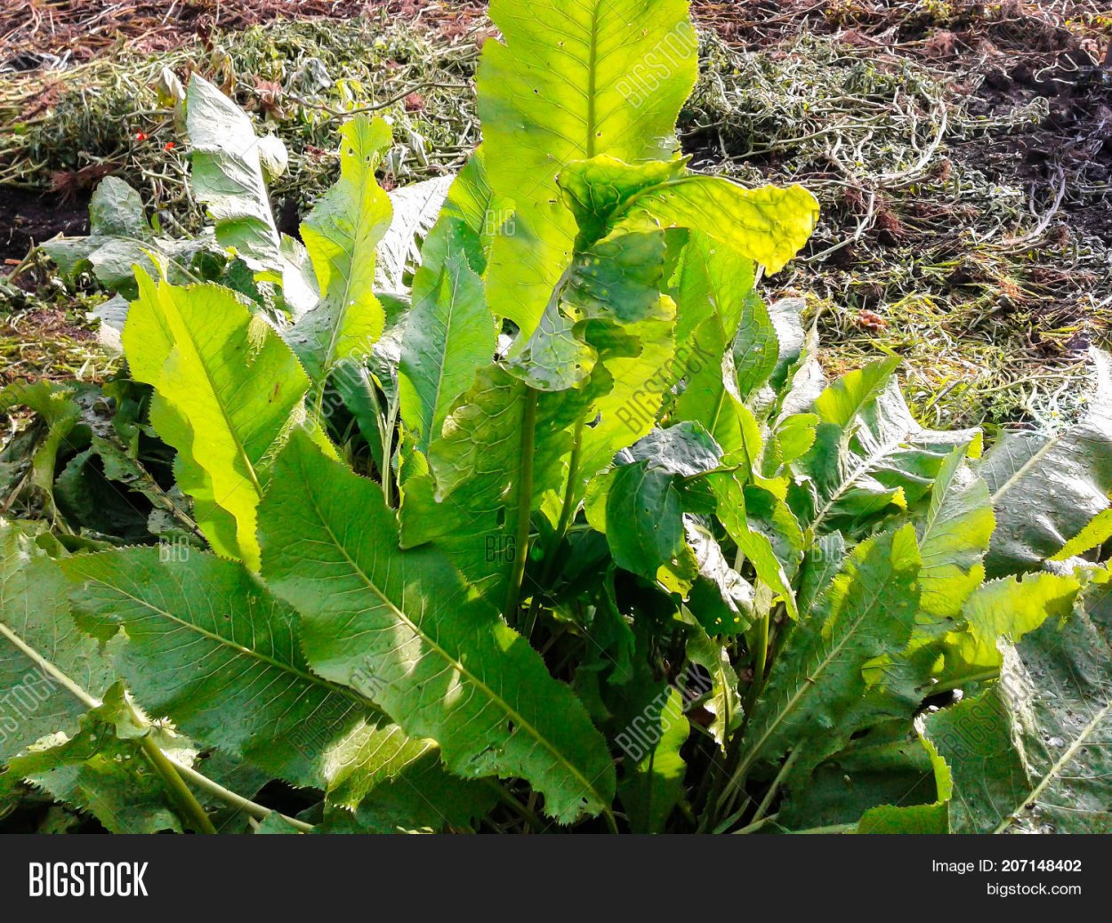 Конский щавель (дикий щавель)