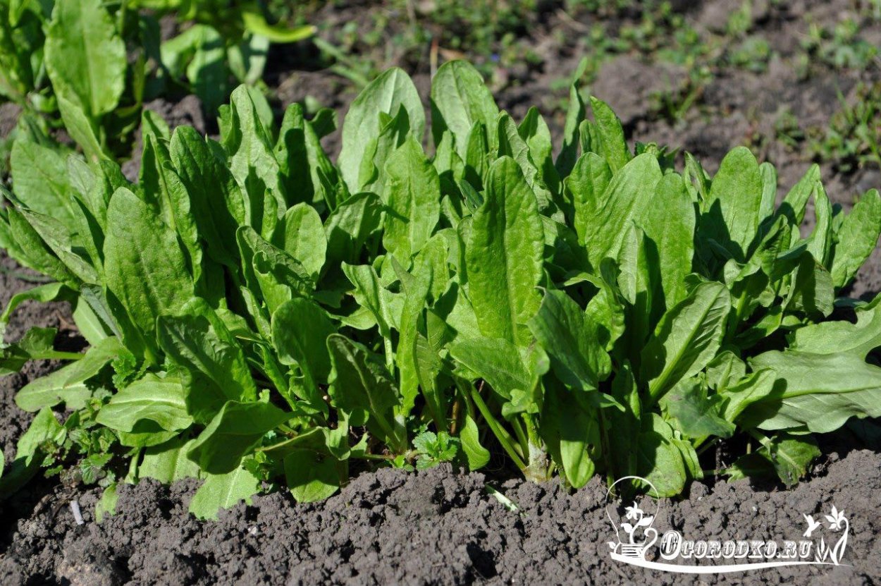 Кислица щавель ревень