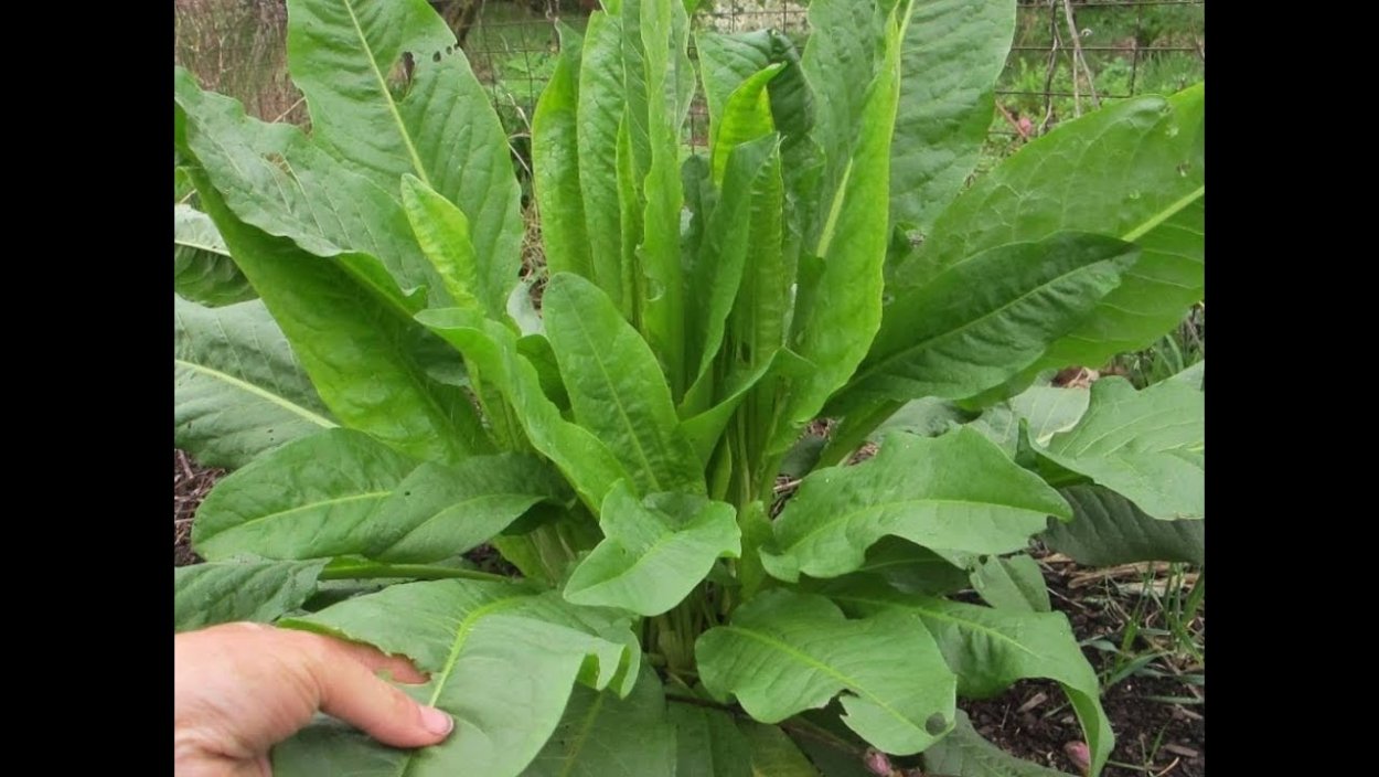 Кислица щавель