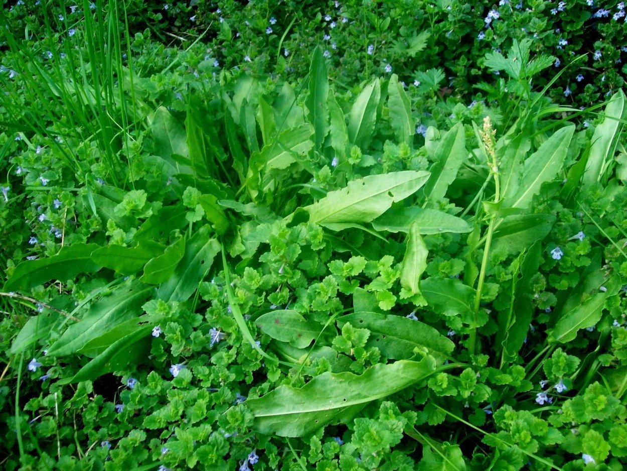 Щавель на белом фоне