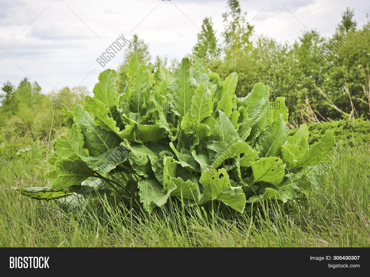 Щавель Альпийский