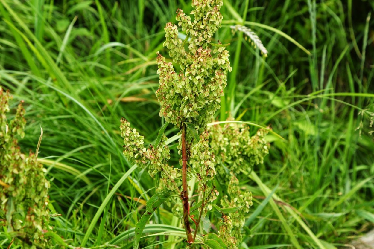 Rumex obtusifolius