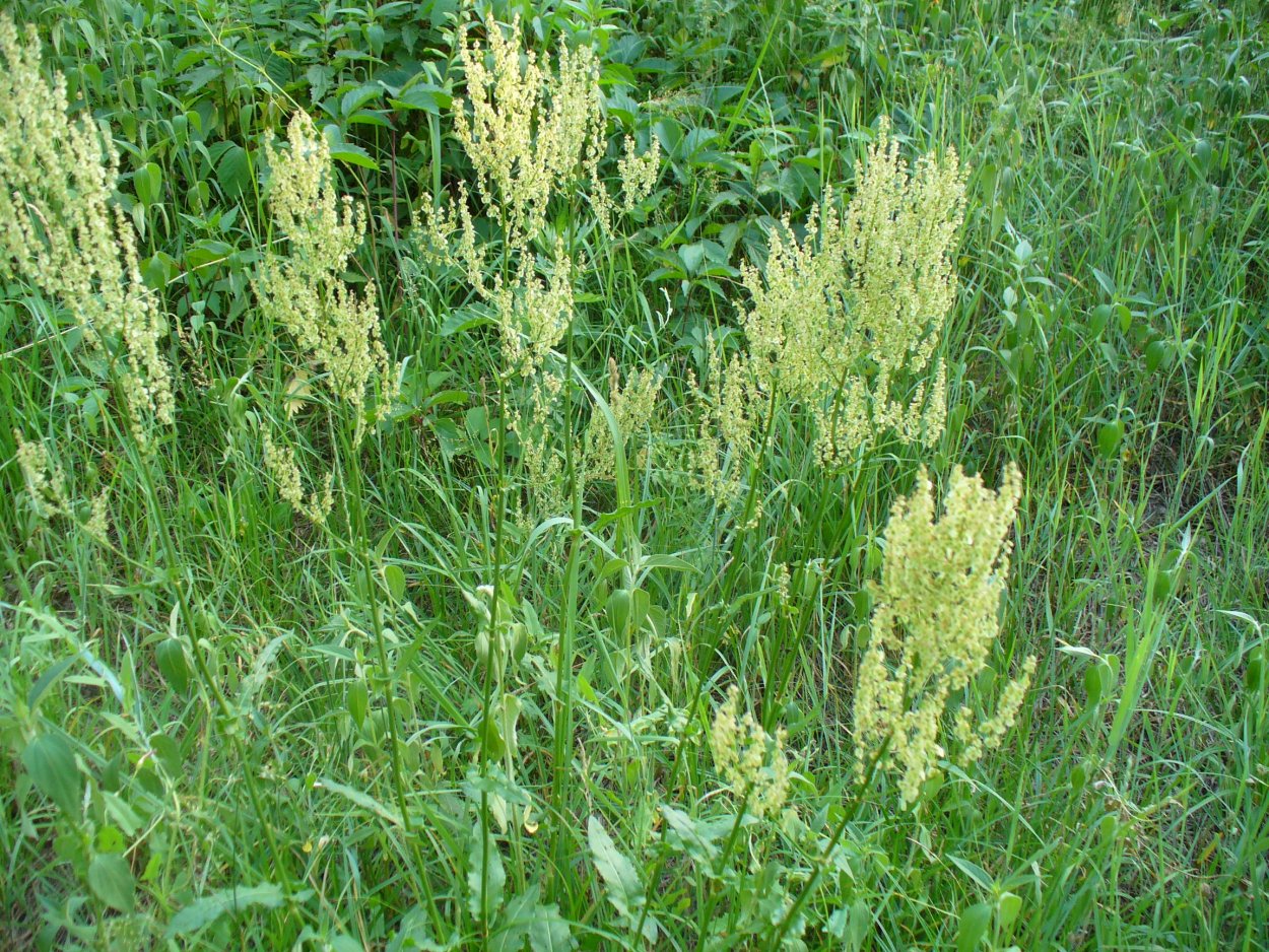 Rumex Alpinus