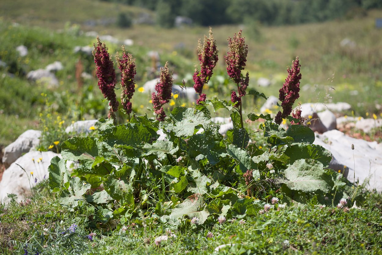 Щавель конский (Rumex confertus)