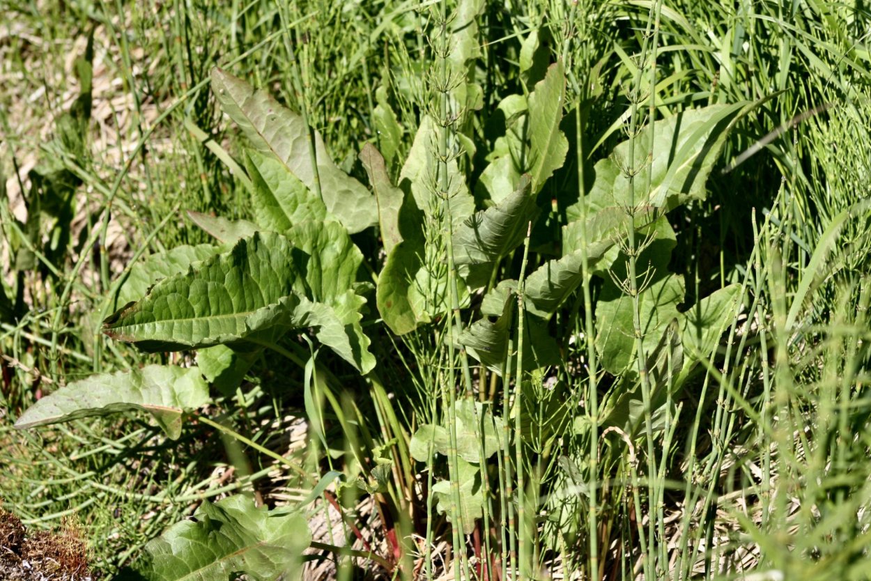 Щавель конский семейство