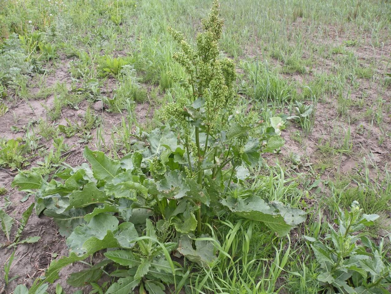 Конский щавель сорняк