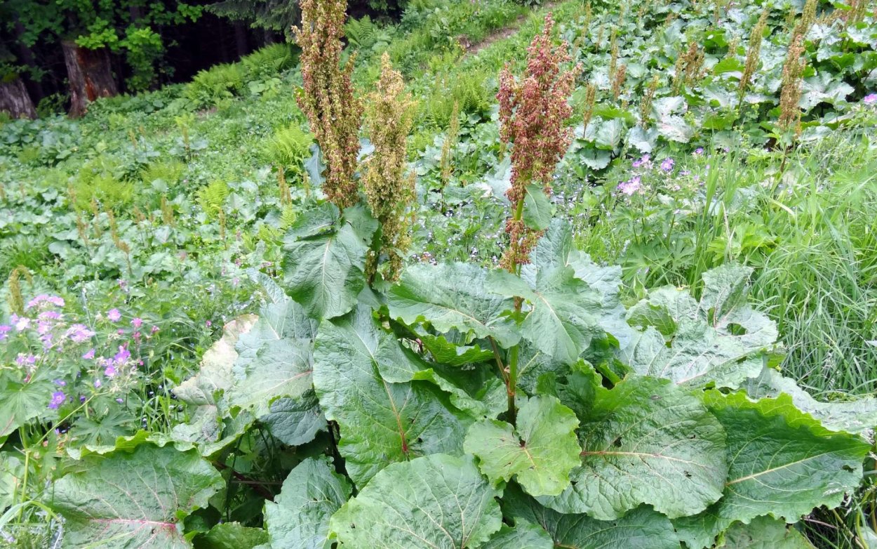 Щавель Беллевилль