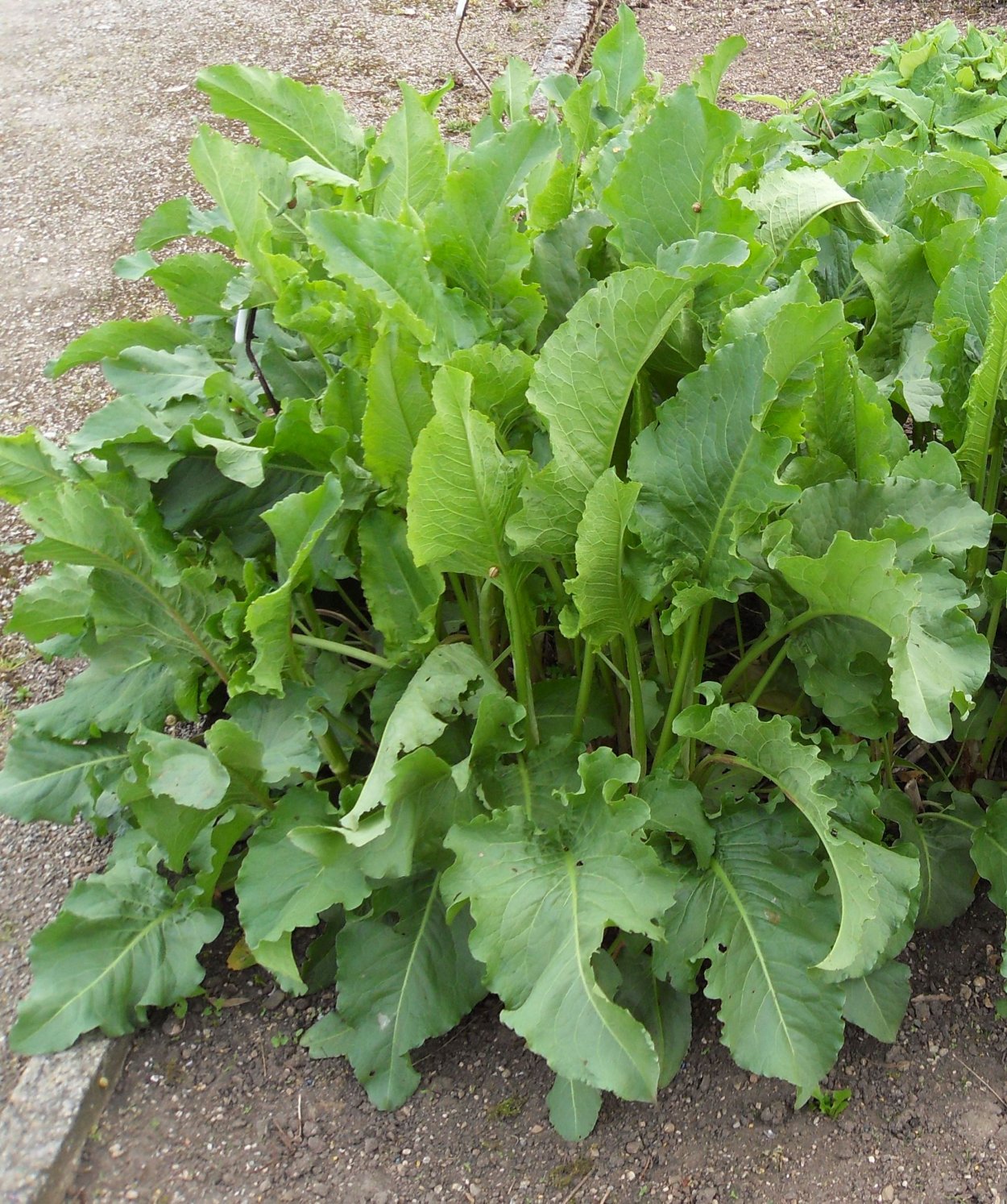 Конский щавель & Кислица