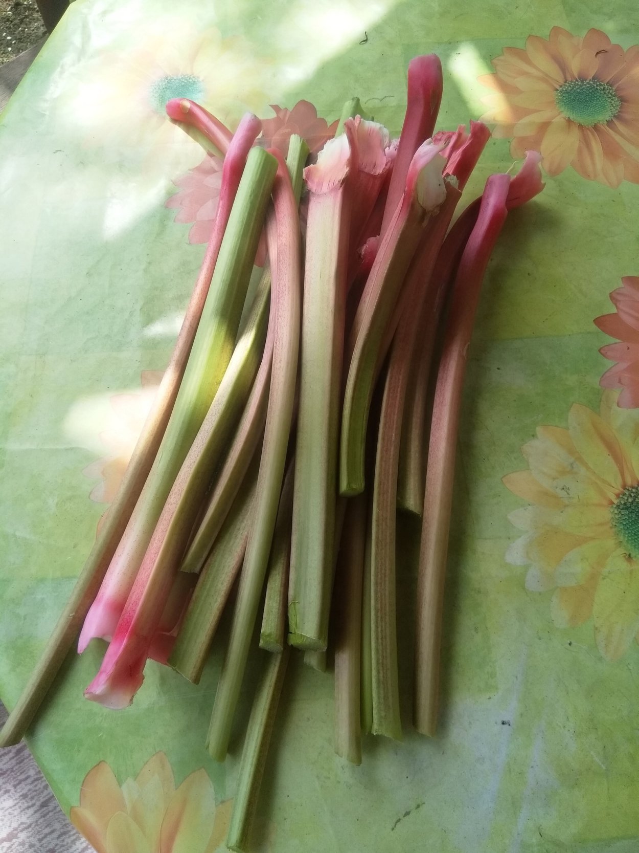 Гречишные – щавель конский