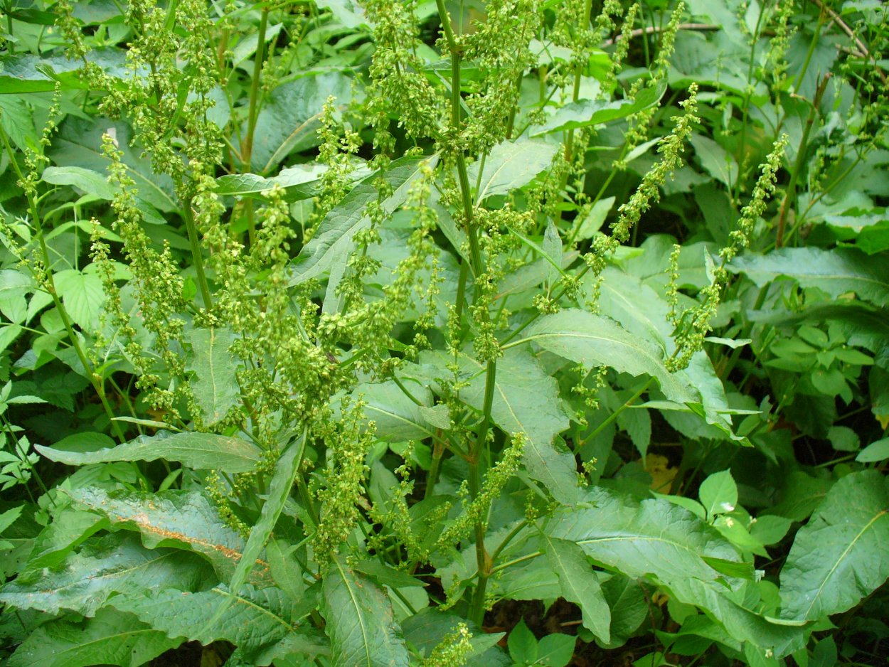 Щавель ревень ударение