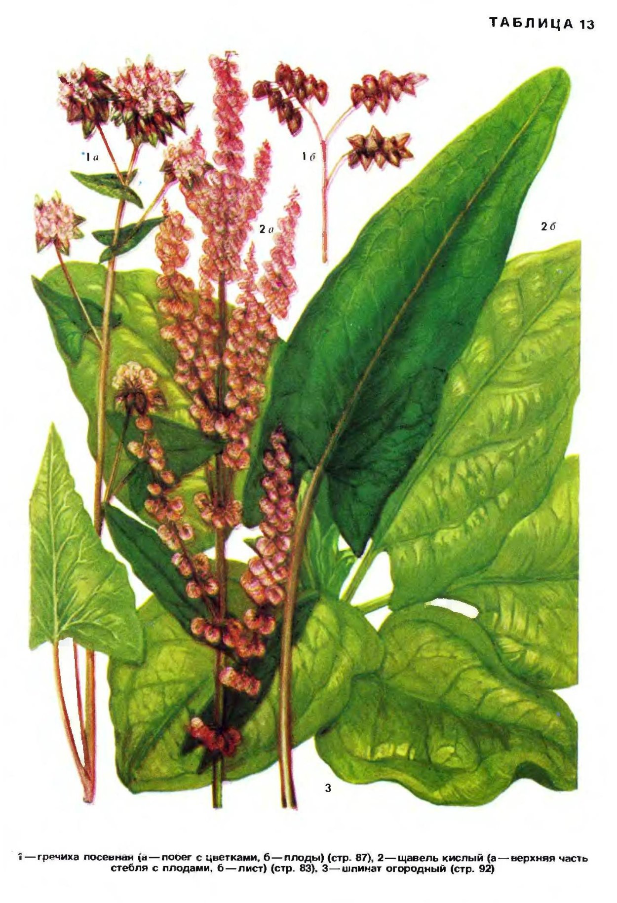 Щавель конский (Rumex confertus)