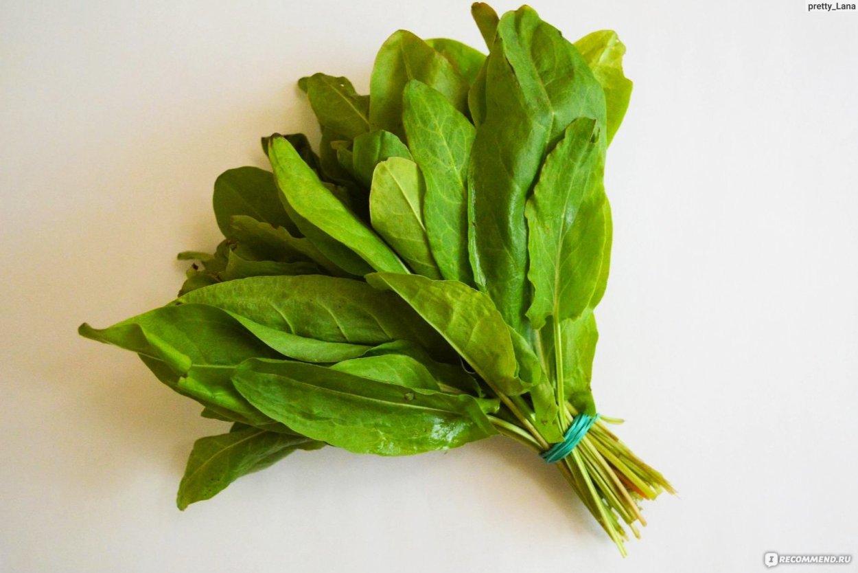 Щавель конский