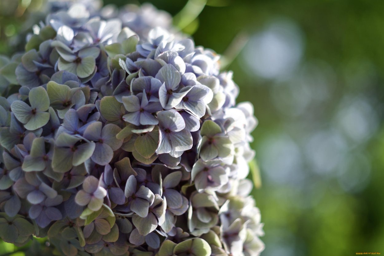 Инфинити (Infinity) гортензия