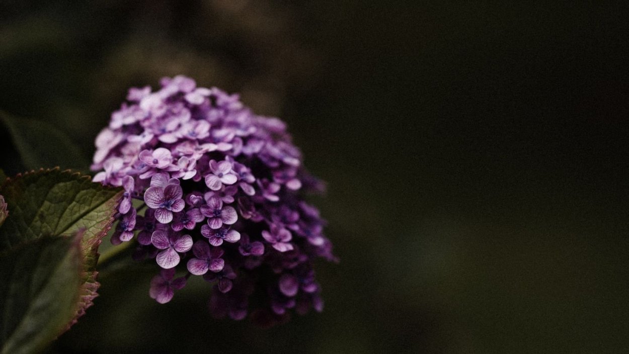 Гортензия Окская Весна