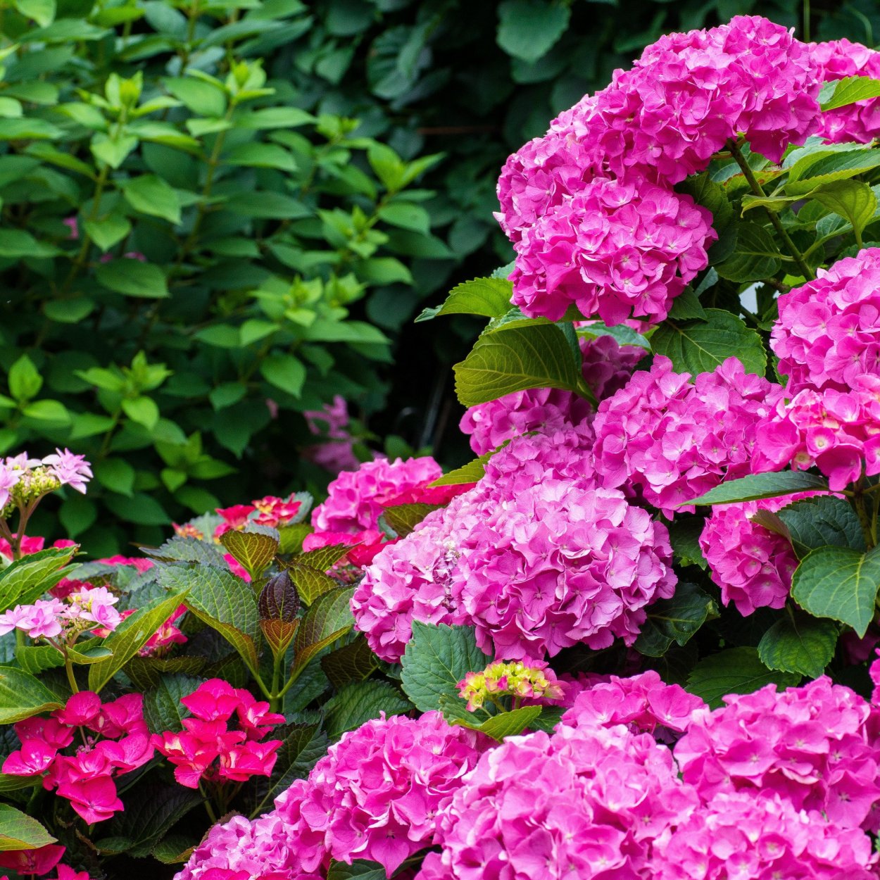 Гортензия метельчатая розовая