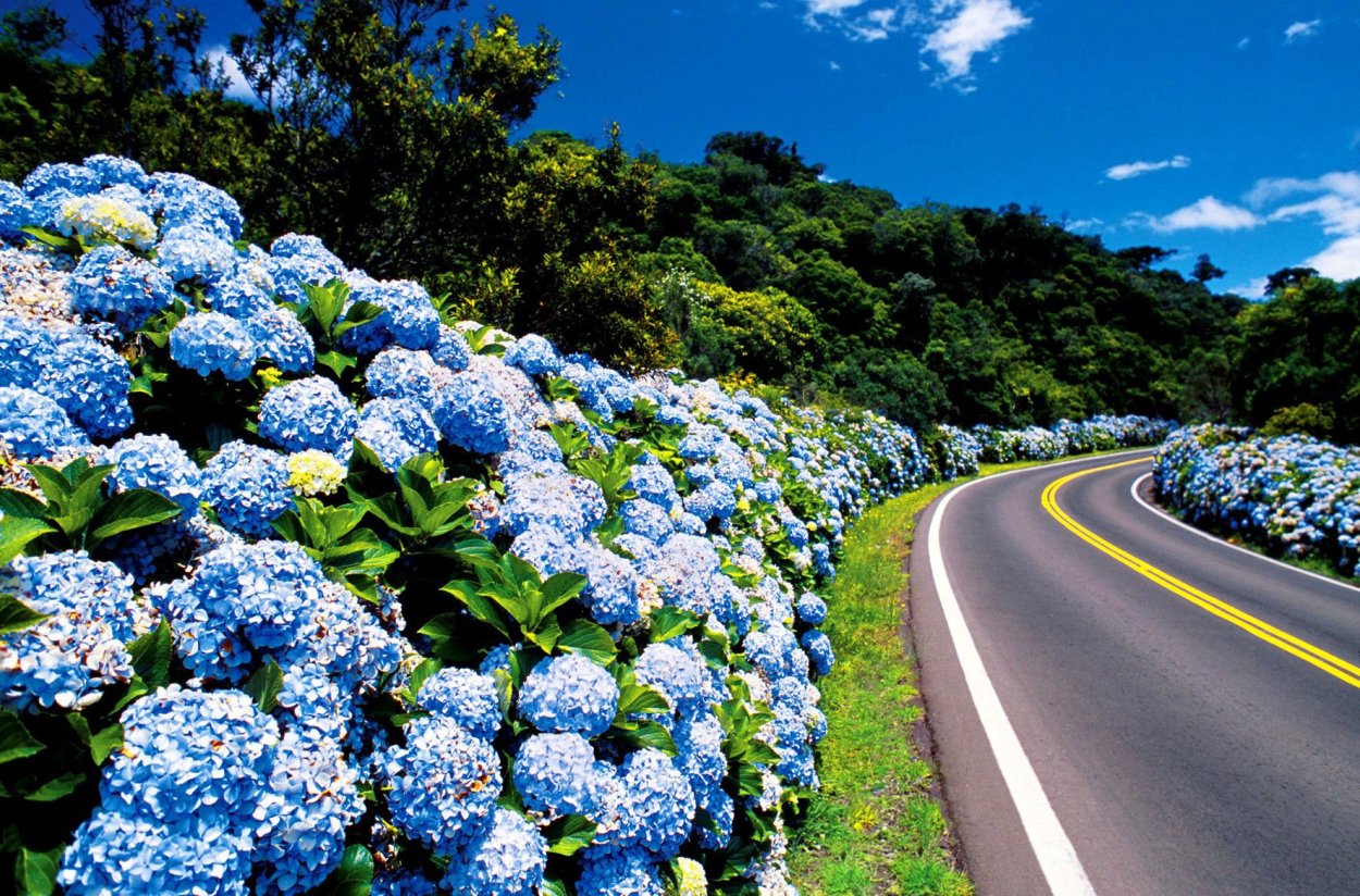 Азоры гортензия