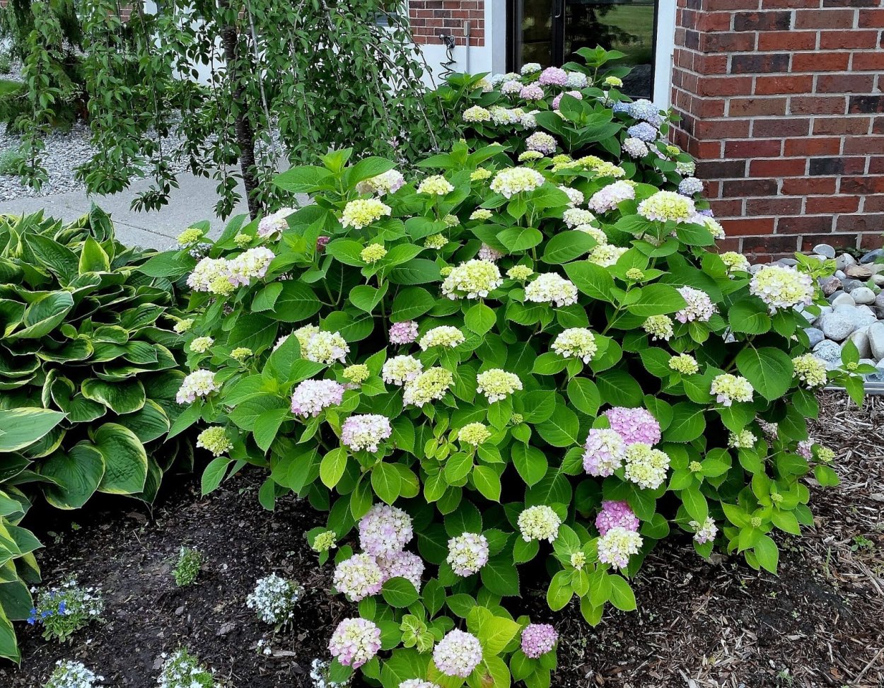 Гортензия метельчатая саммер Сноу