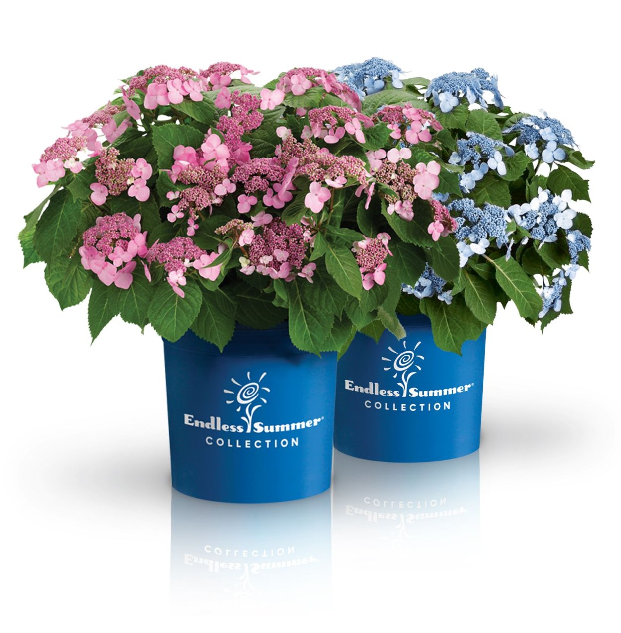 Гортензия Твист-н-шаут