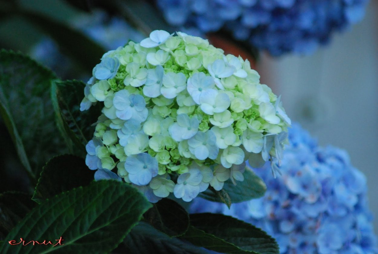 French Bolero гортензия