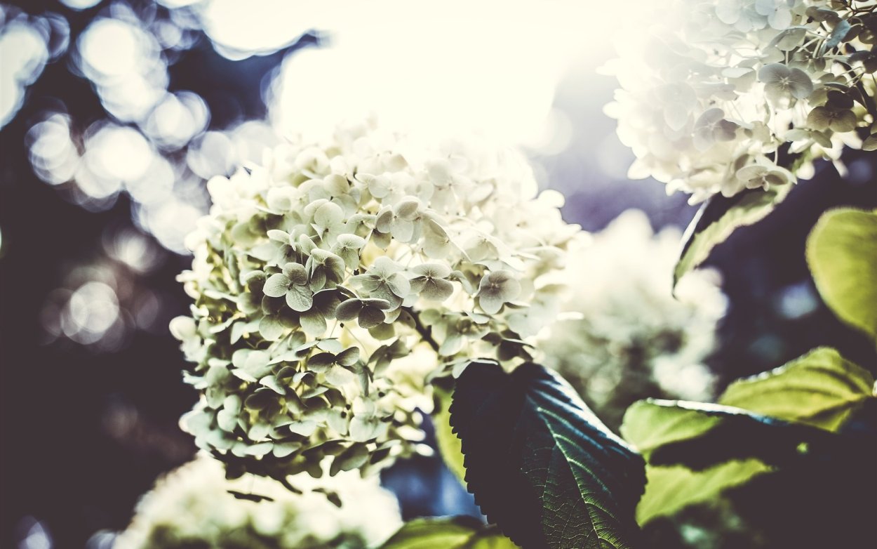 Гортензия Окская Весна