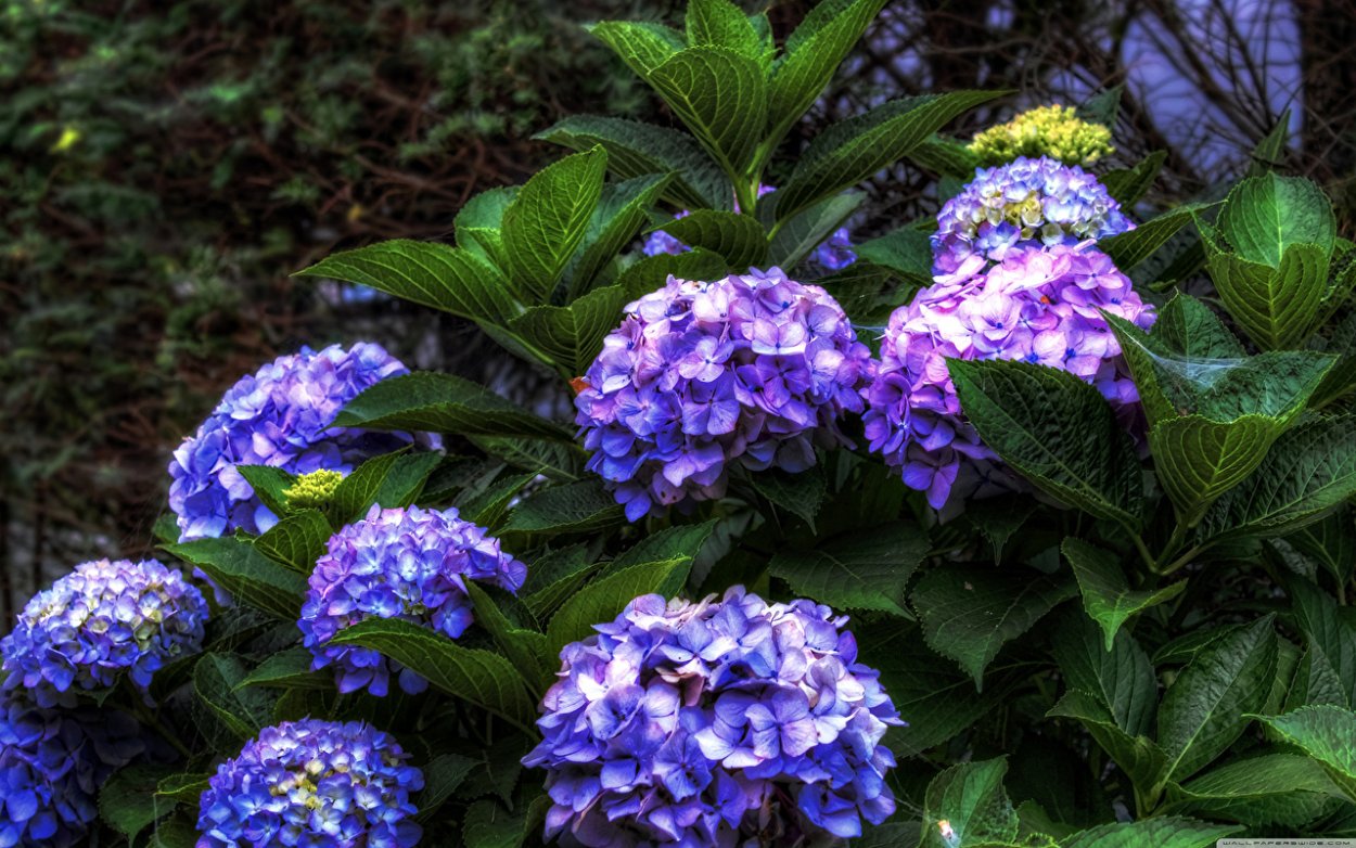 Гидрангея фиолетовая