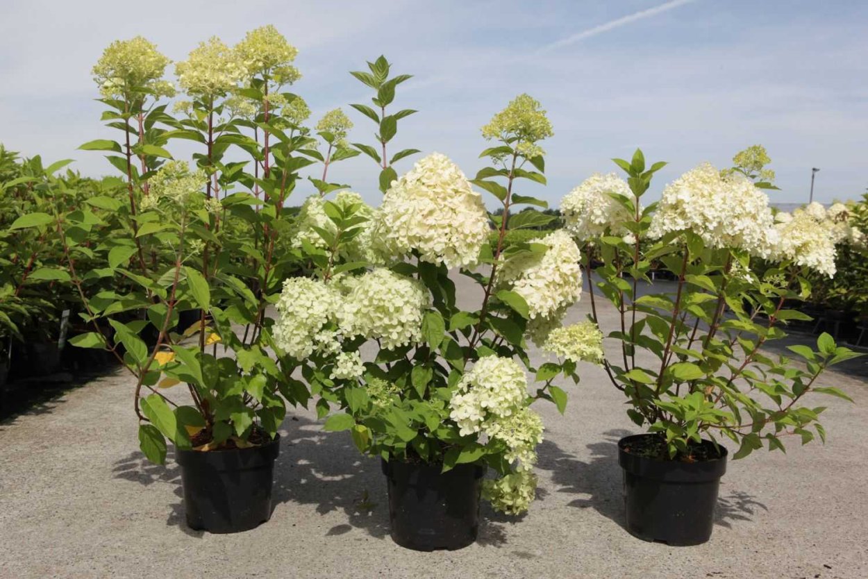 Гортензия метельчатая Panflora