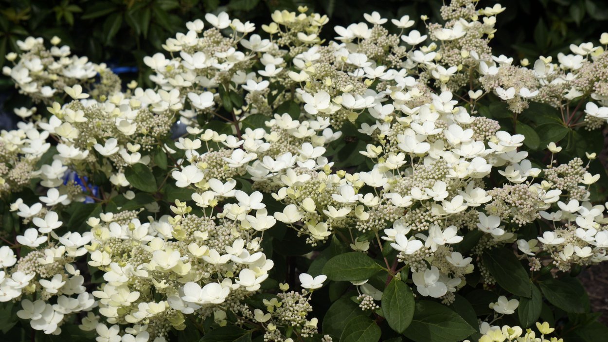 Гортензия метельчатая Инфинити "Infinity"