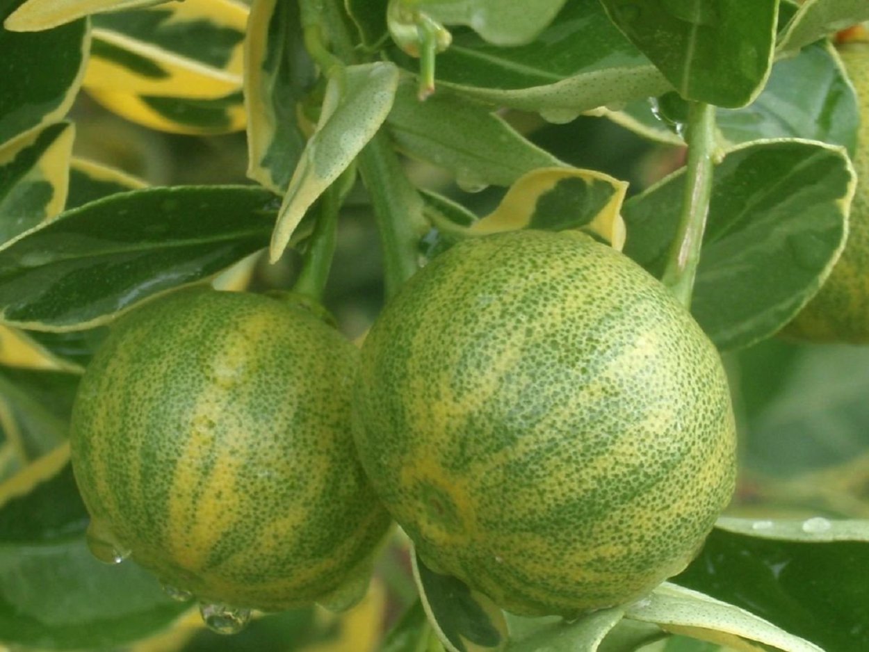 Мандарин вариегатный