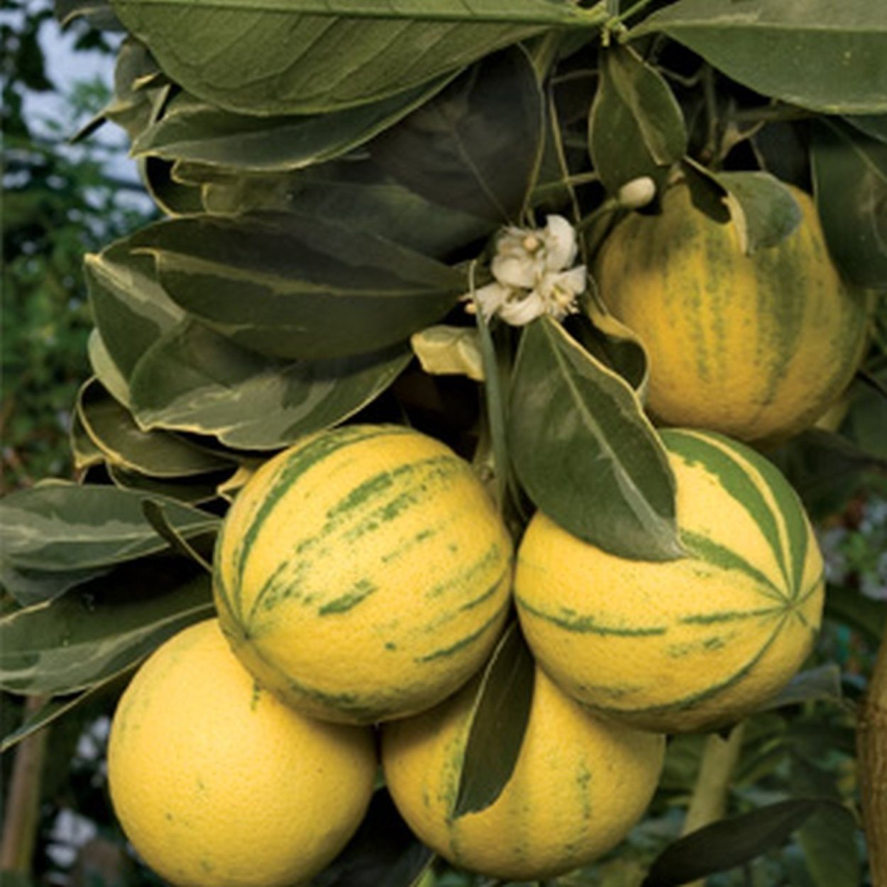 Апельсин Валенсия вариегатный