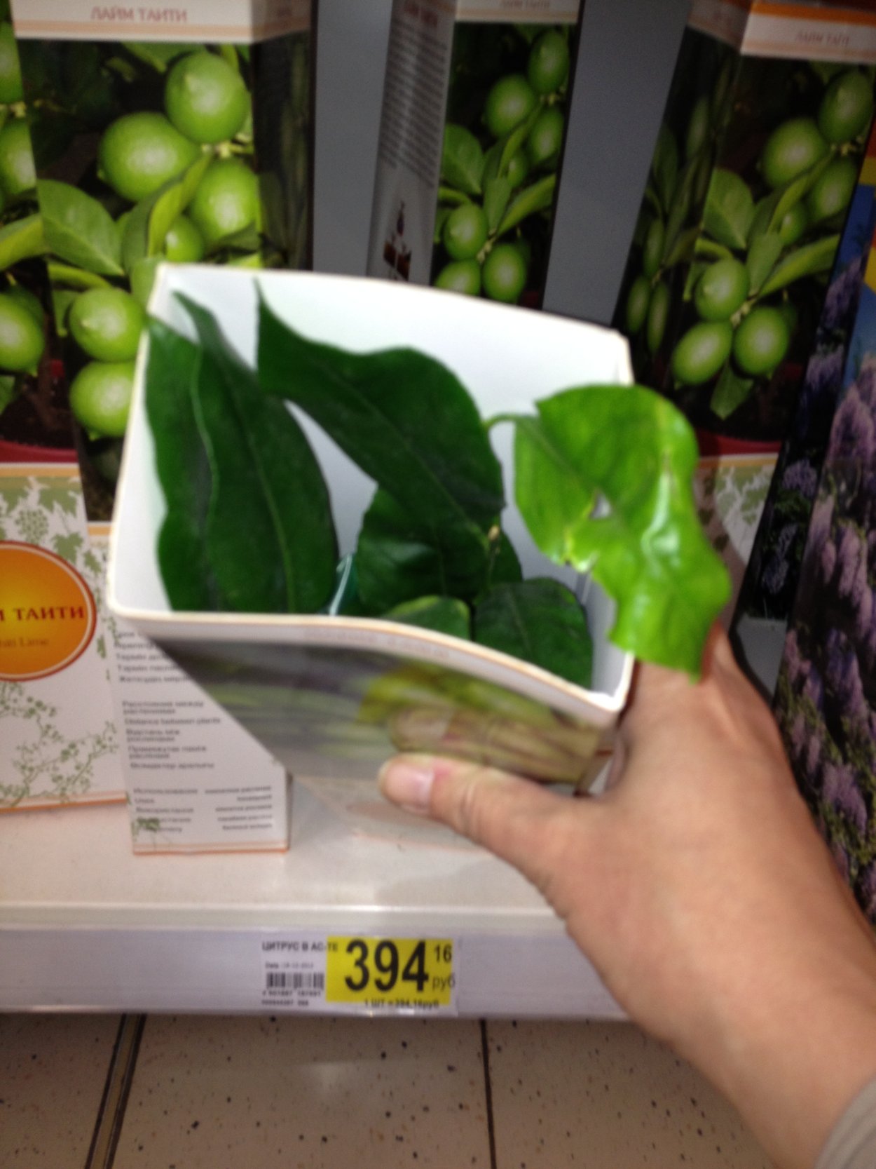 Ашан лайм Таити