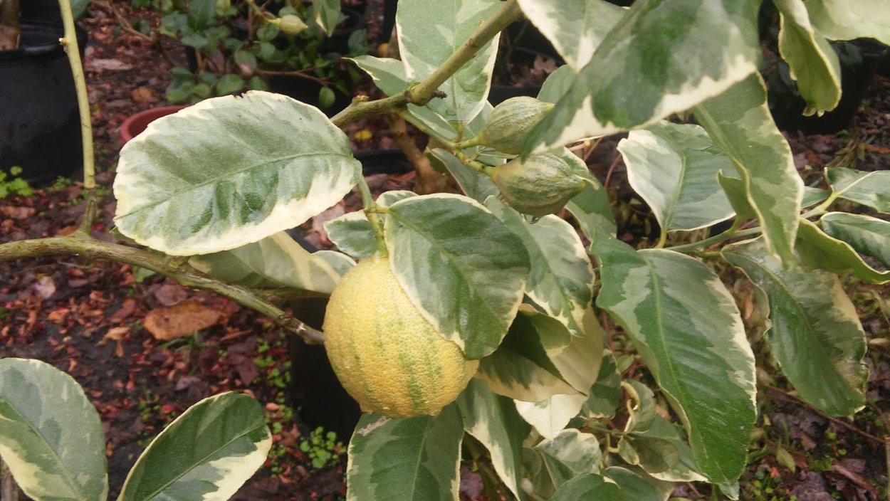 Эврика Пинк вариегатный