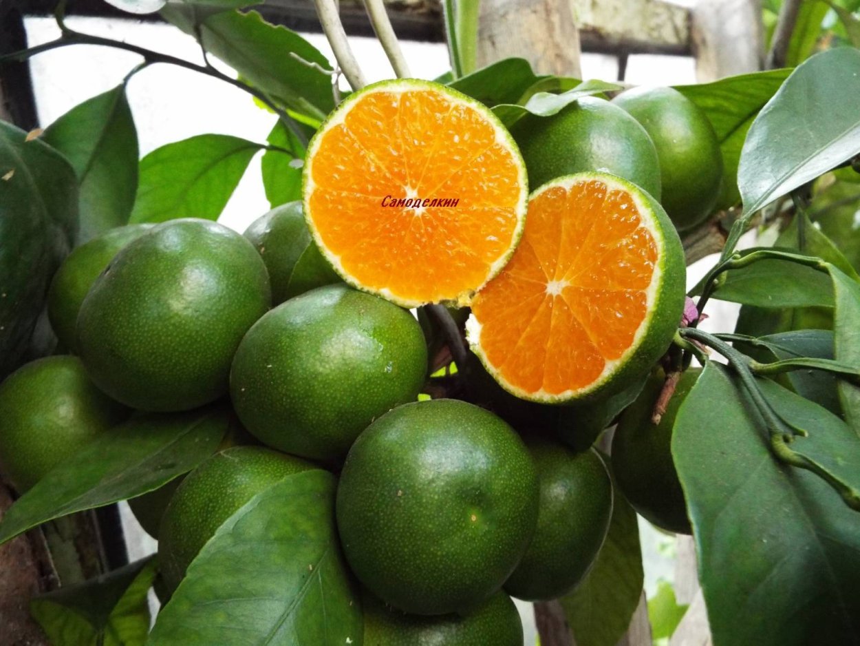 Замиокулькас Вариегата