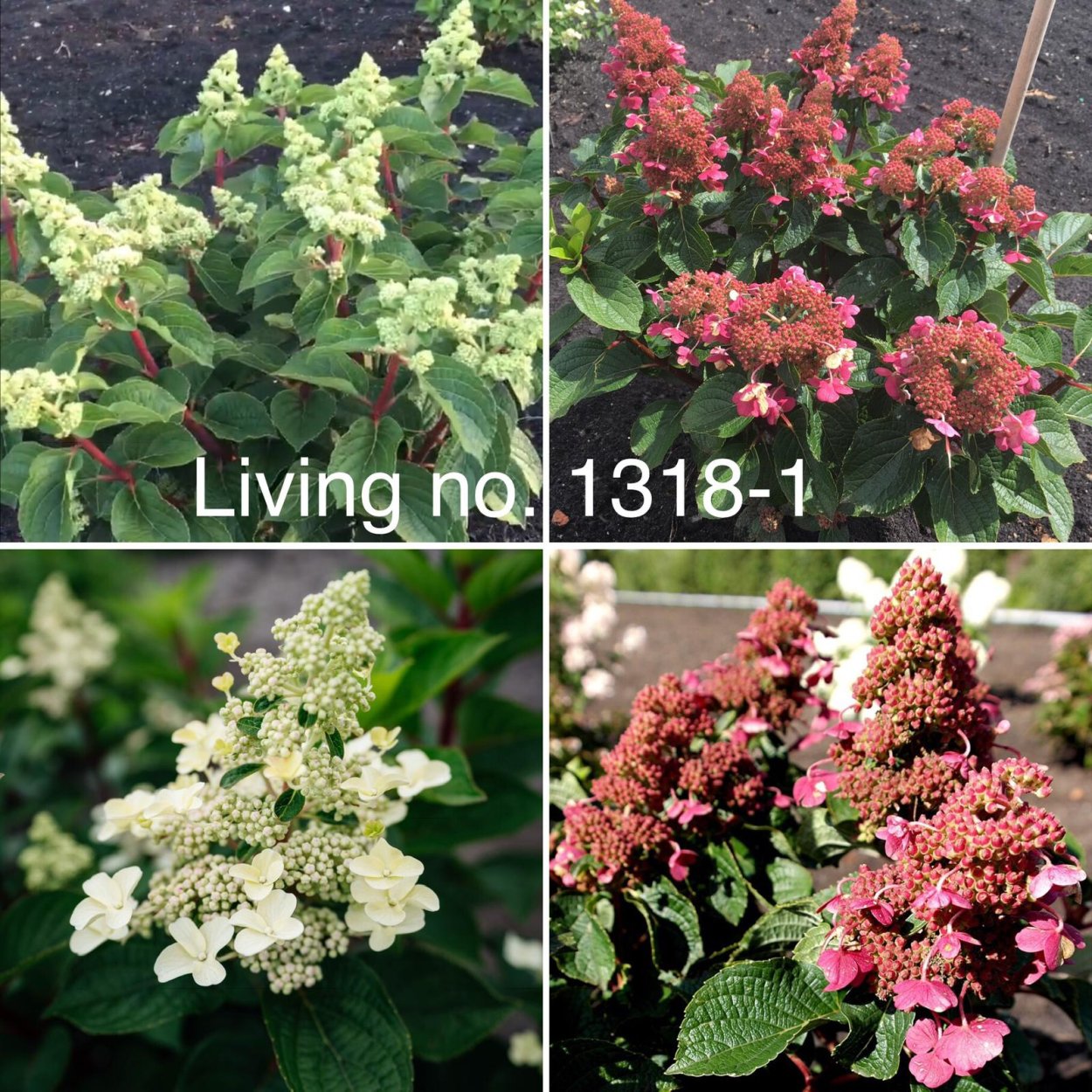 Гортензия метельчатая Геркулес