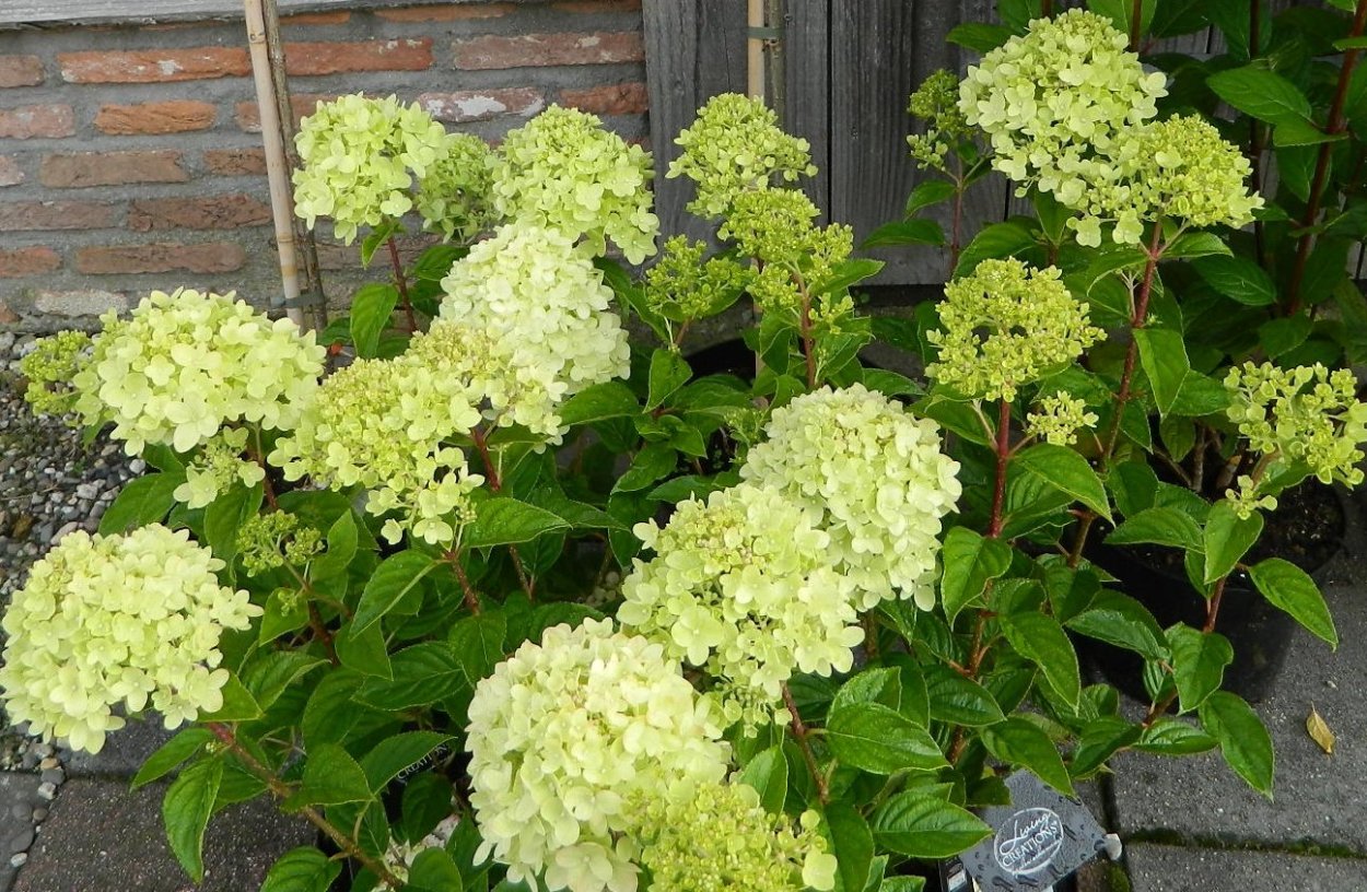 Гортензия метельчатая Файр Лайт