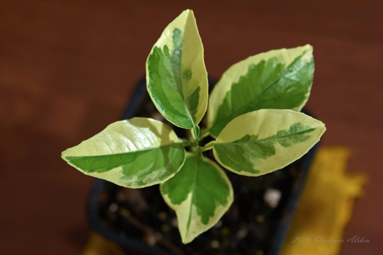 Цитрон вариегатный