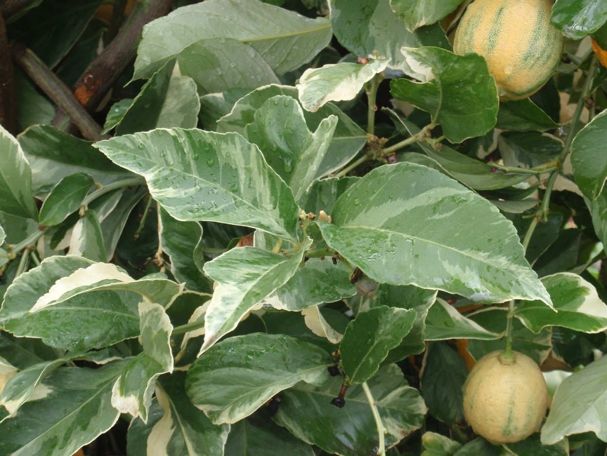 Лимон Вариегата