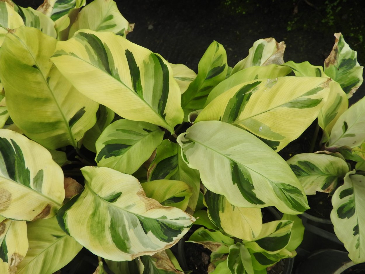 Калатея Yellow Fusion