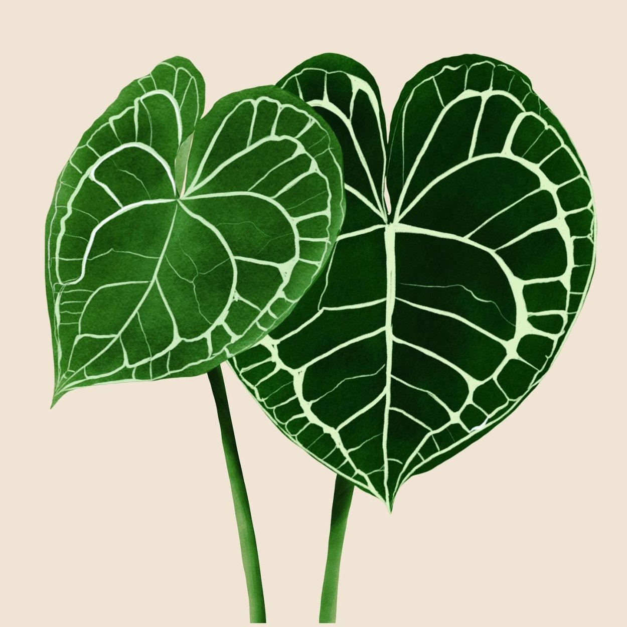 Антуриум Botanical Print