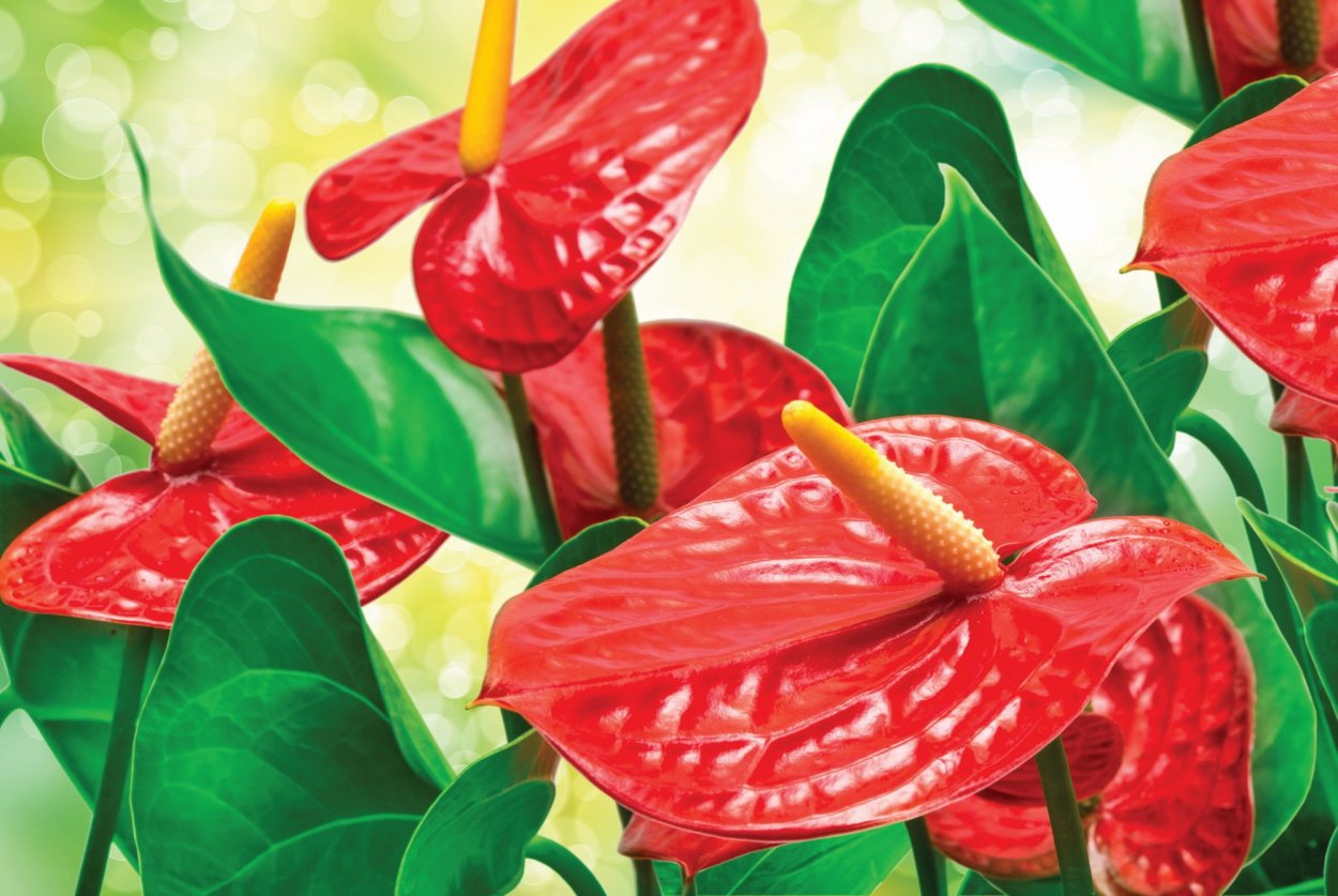 Антуриум Вайолет лав