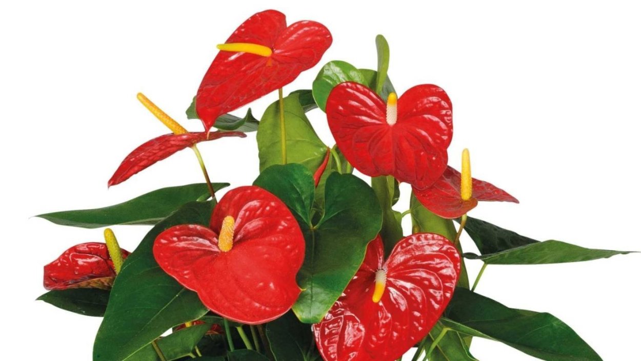 Антуриум Пинк Кинг