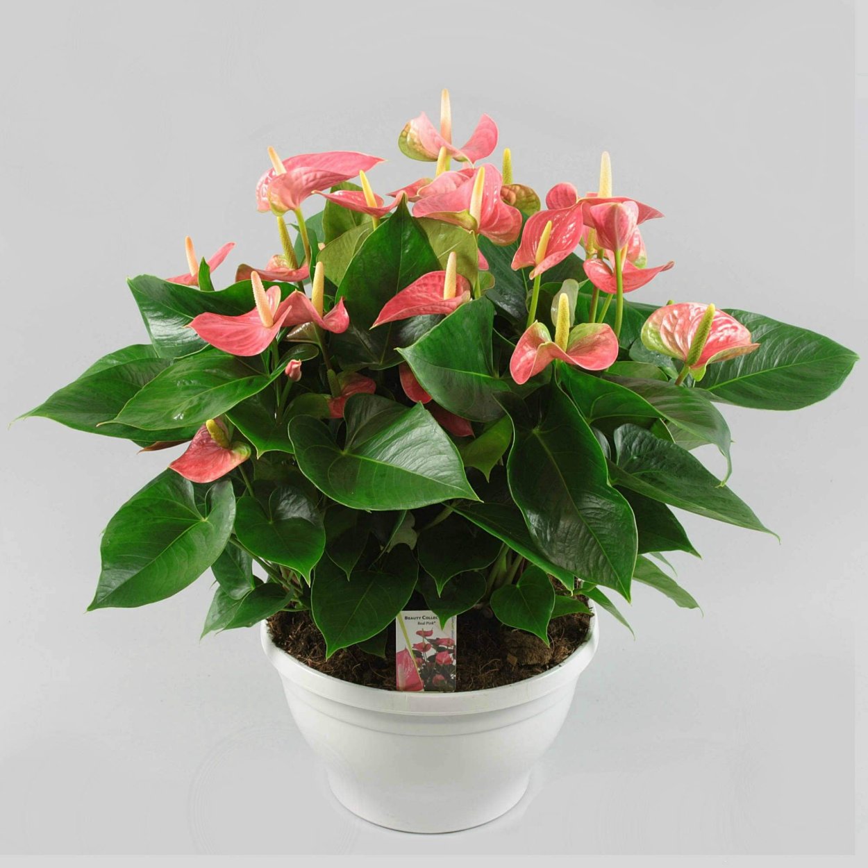 Антуриум принцесса Алексия