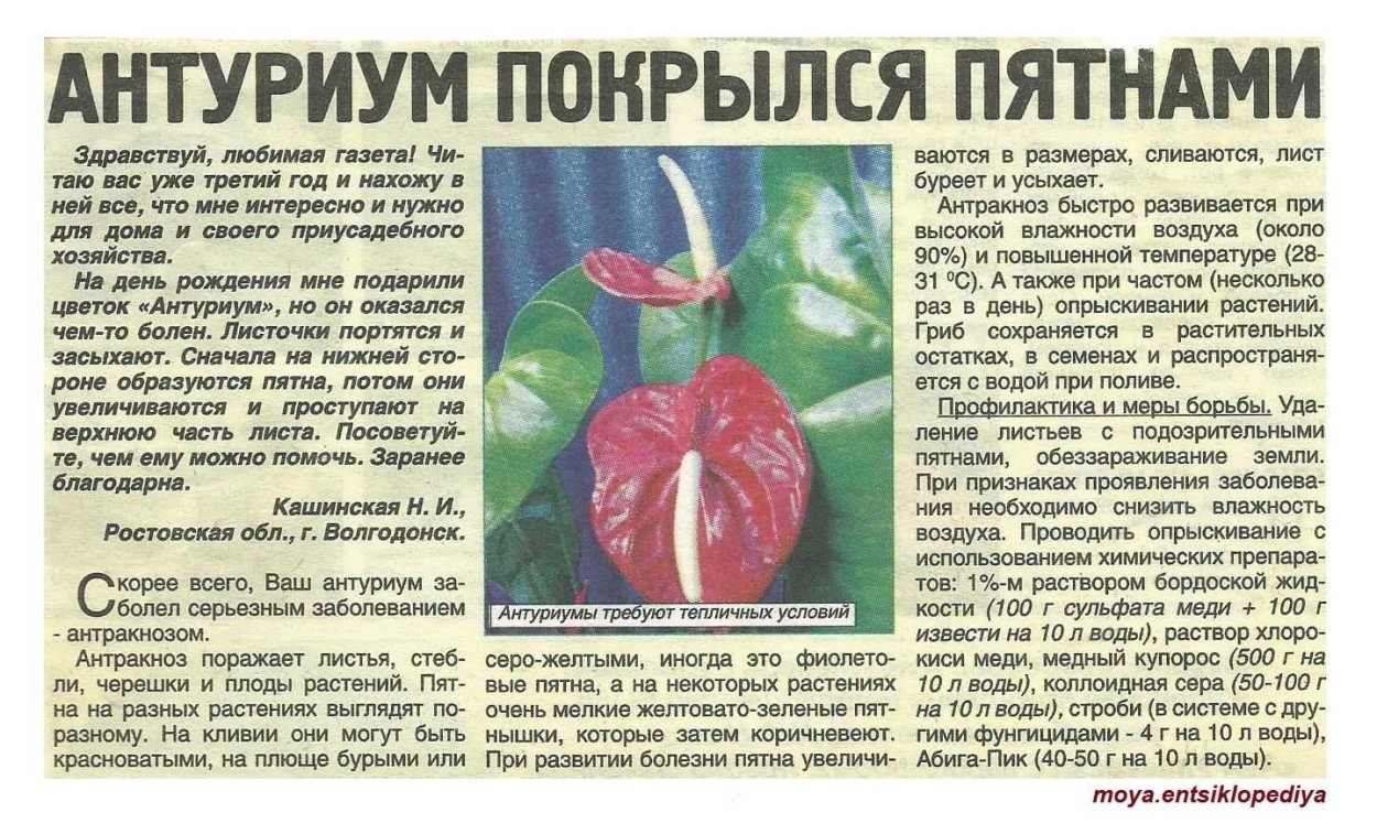 Стрелиция и Антуриум