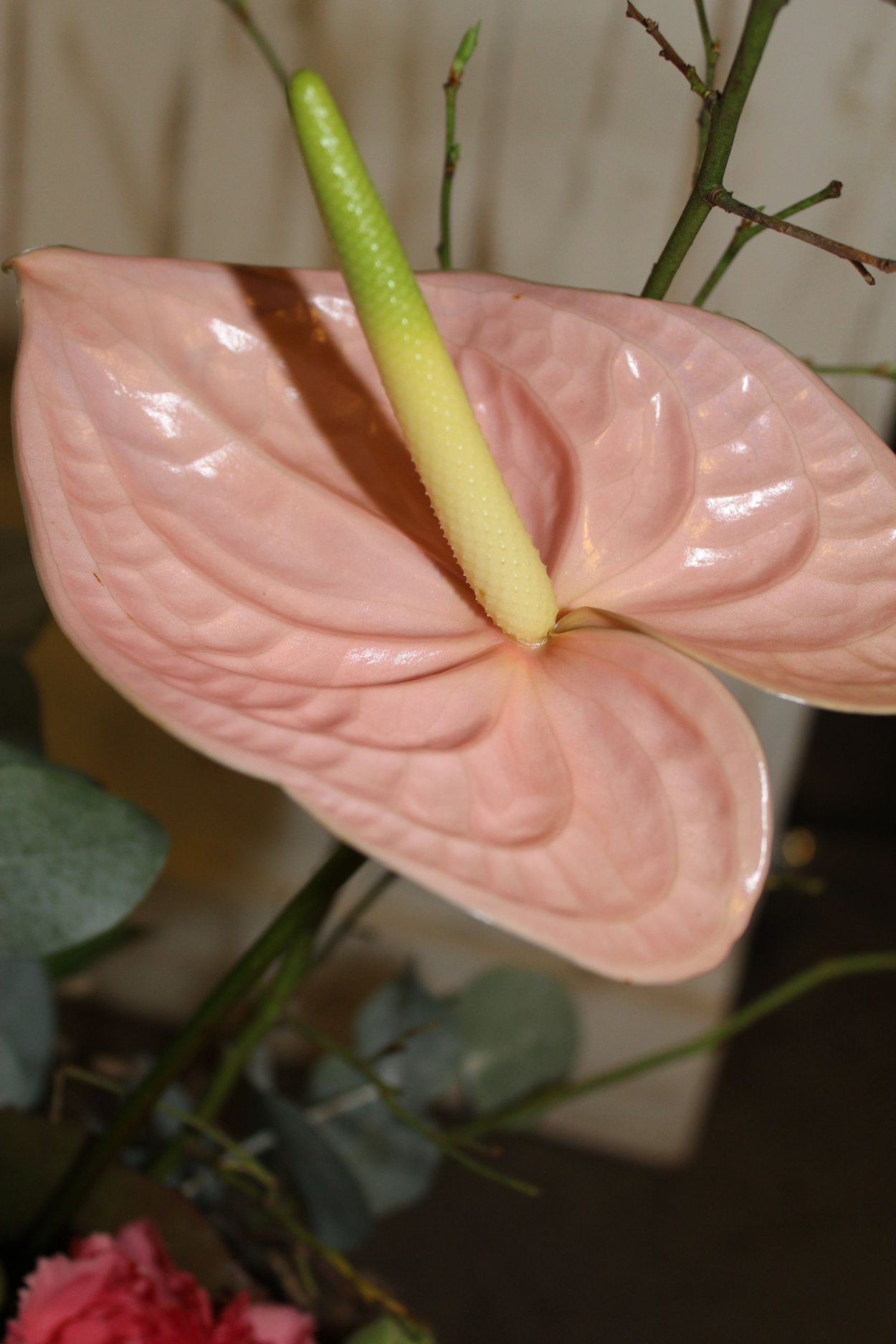 Антуриум карандашом