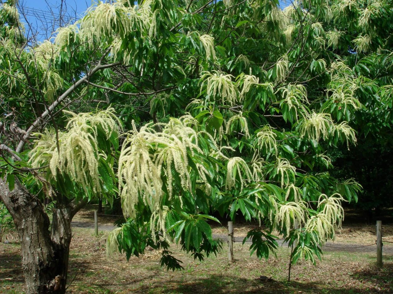 Castanea crenata