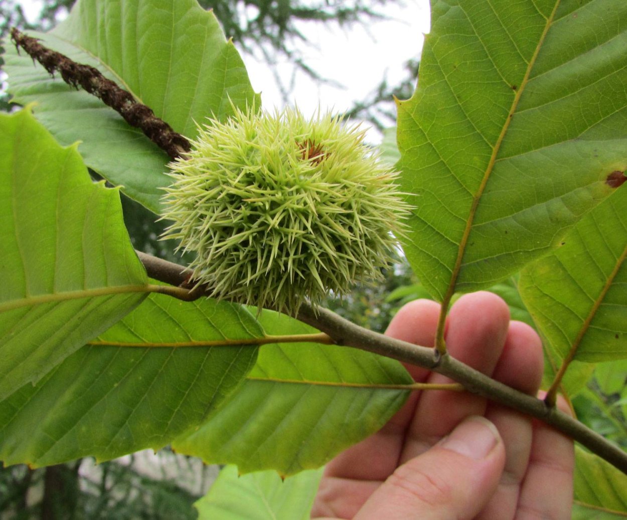 Castanea mollissima