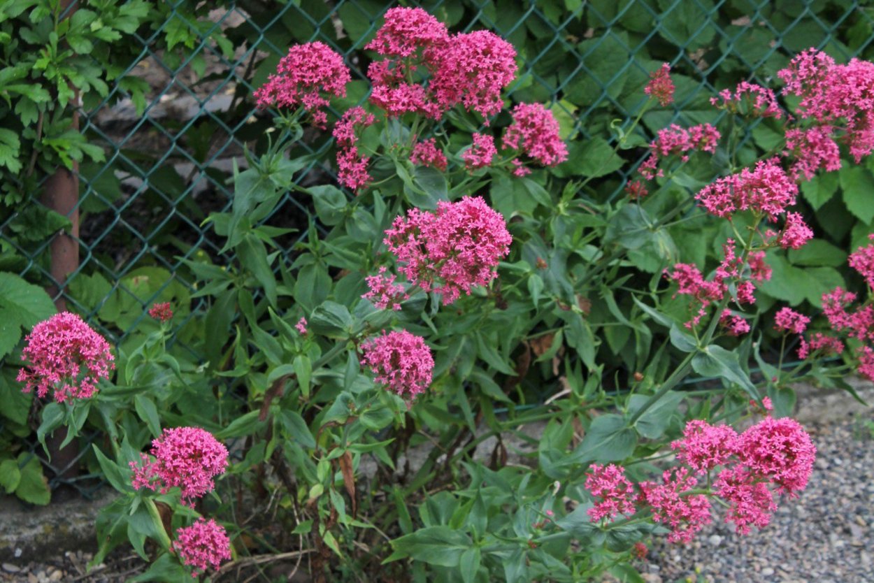 Кентрантус малиновый